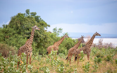 1 Day Arusha National Park
