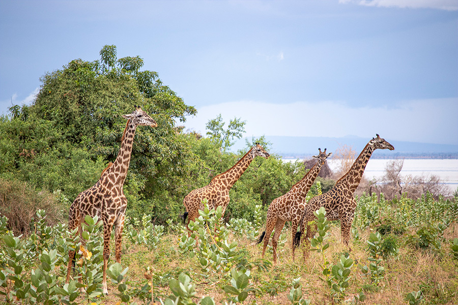 1 Day Arusha National Park