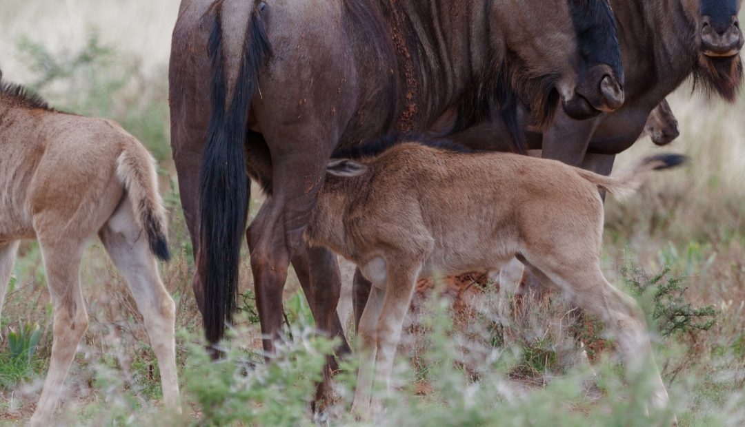 10 Days Calving Season Migration Safaris