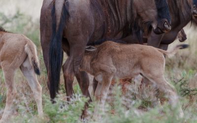 10 Days Calving Season Migration Safaris