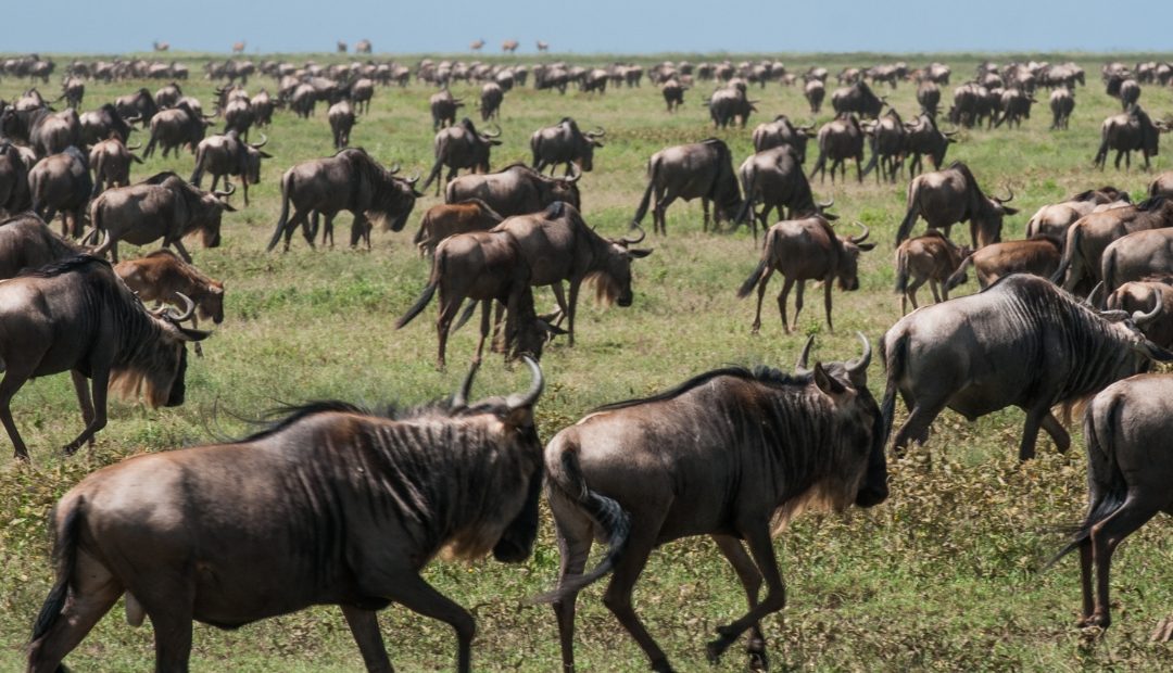 5 Days Essence of Serengeti