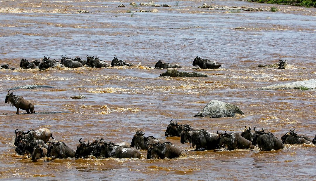 7 Days Grumeti River Crossing Migration Safari