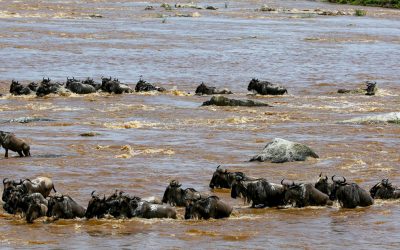 7 Days Grumeti River Crossing Migration Safari