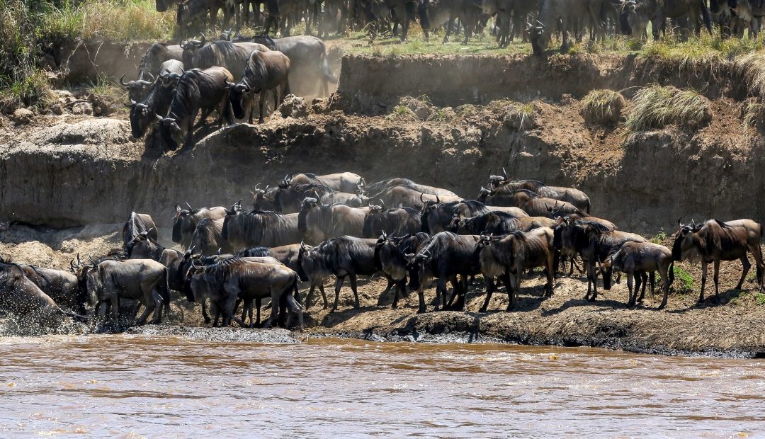 8 Days Mara River Crossing Migration Safari