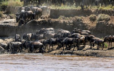 8 Days Mara River Crossing Migration Safari
