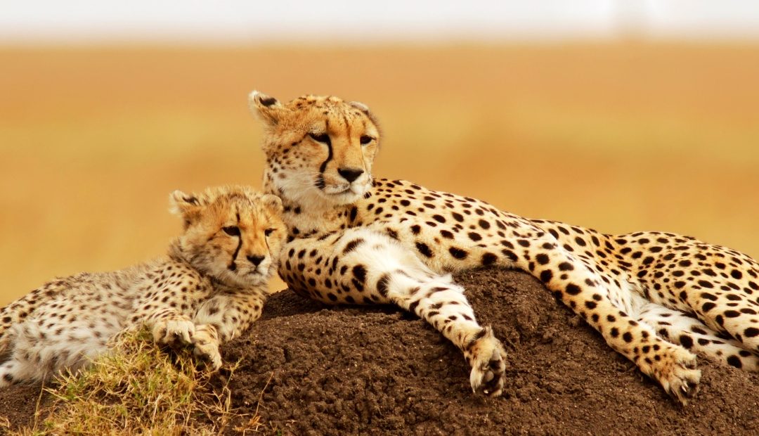 5 Days Masai Mara Trails