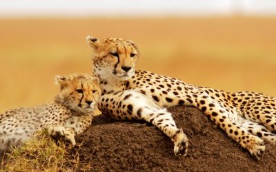 5 Days Masai Mara Trails