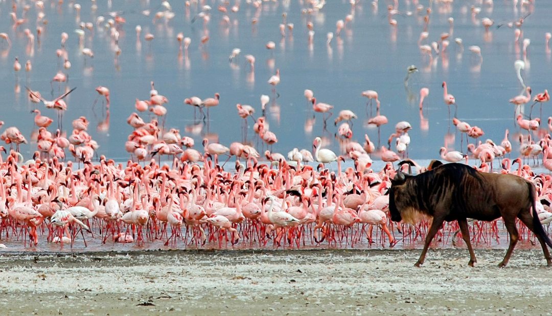1 Day Ngorongoro Crater