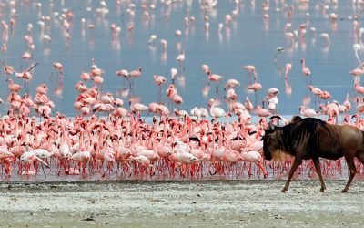 1 Day Ngorongoro Crater