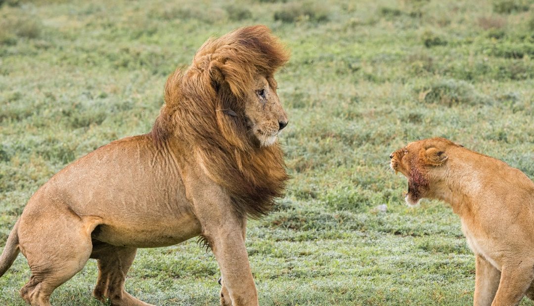 3 Days Serengeti Trails