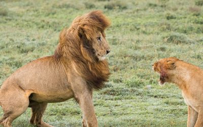 3 Days Serengeti Trails