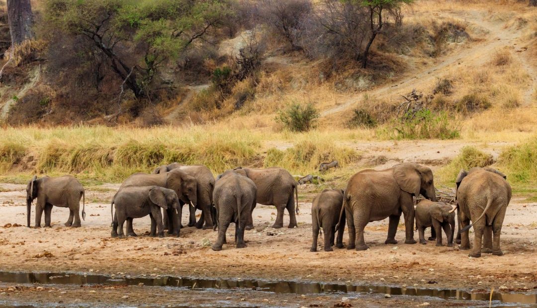 1 Day Tarangire National Park