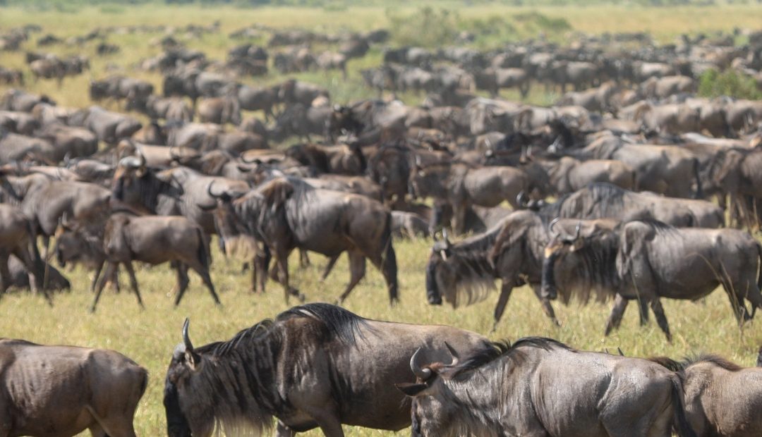 5 Days The Taste Of Tanzania