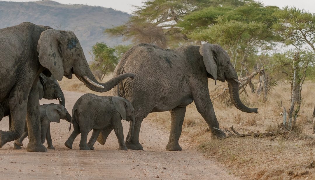 7 Days The Ultimate Wildlife Safari