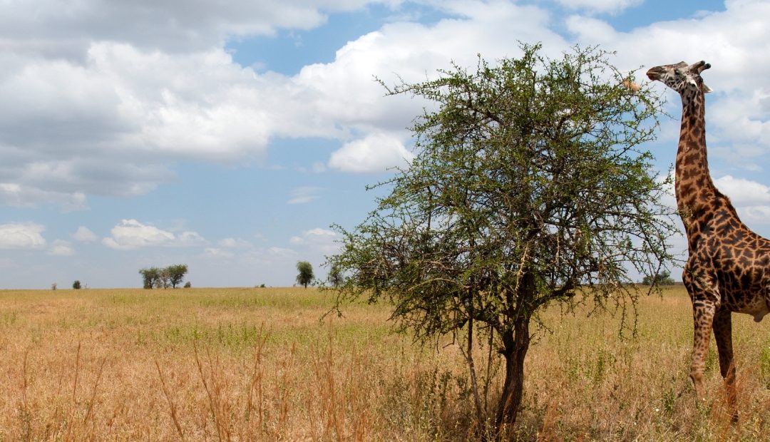 6 Days Wildlife Extravaganza