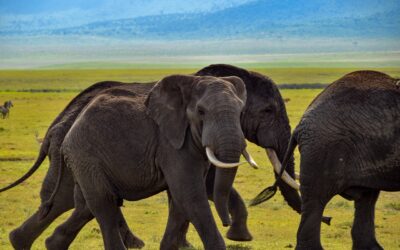 Eight reasons to visit Tanzania