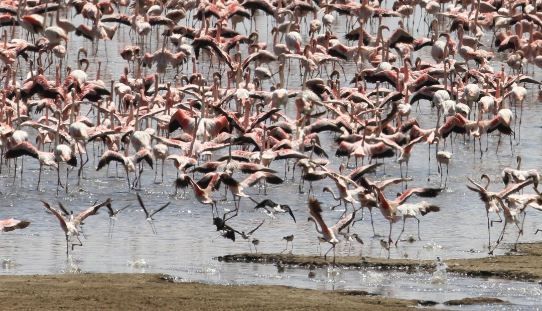 1 Day Lake Manyara National Park