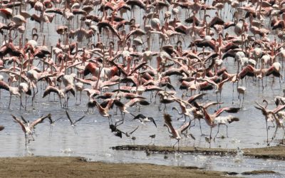 1 Day Lake Manyara National Park